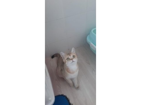 Golden british shorthair prensesimiz