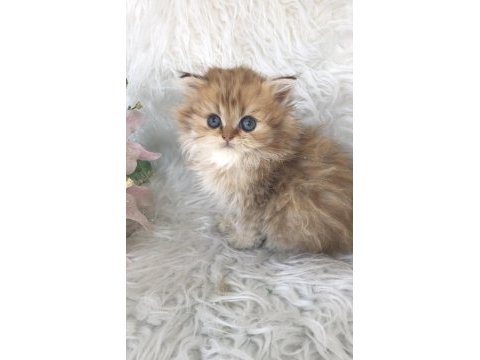 British longhair golden erkek yavrum