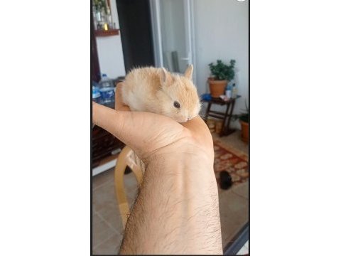 Cüce tavşan (nedherland dwarf)