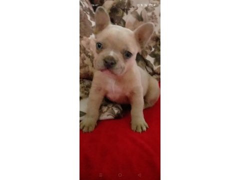 French bulldog 45 günlük yavru