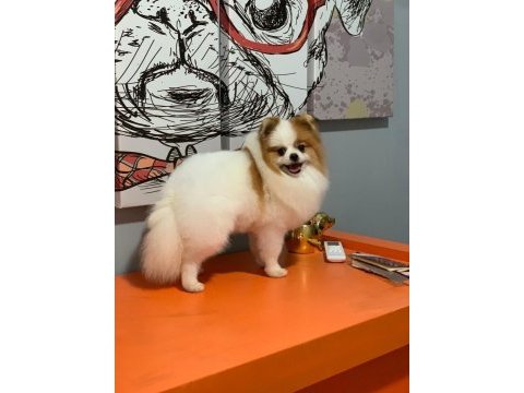 Pomeranian boo