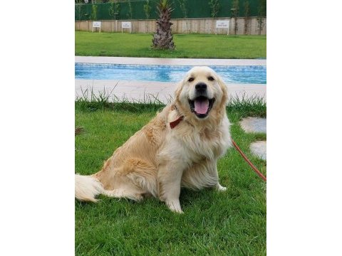 Ruhsatli çiflikten golden retriever yavruları