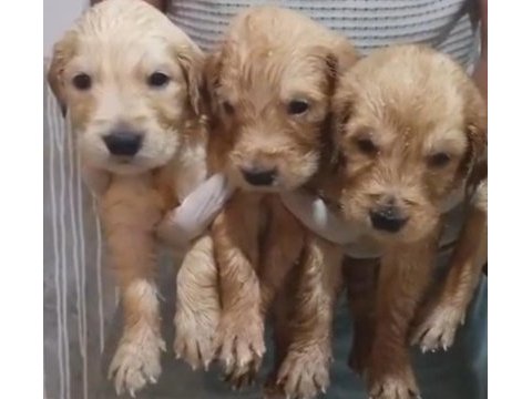 Safkan golden retriever yavrularımız mevcut