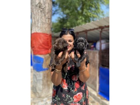 Çikolata labrador yavrularım