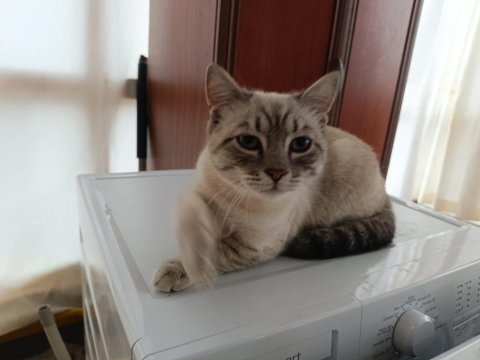 Acil ücretsiz kedimiz