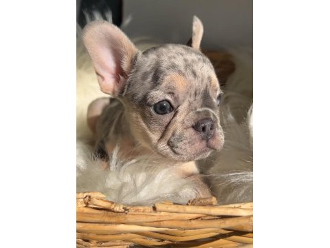 Exotic renk french bulldog köpekler