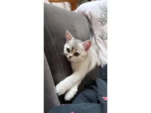 British shorthair kızımız