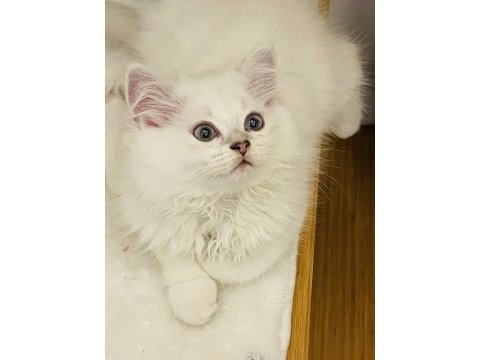 British longhair yavru kediler