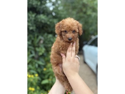 Erkek teacup poodle