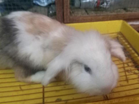 Erkek damızlık hollanda lop tavşanları