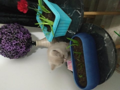 British shorthair 2 aylık
