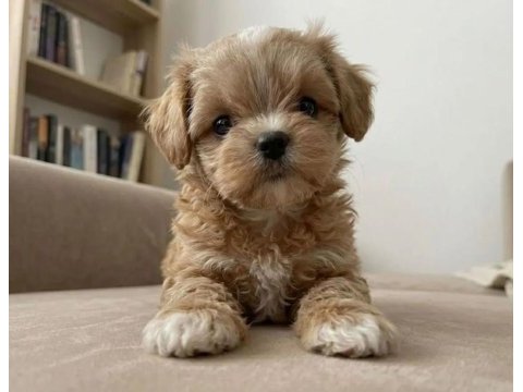 Teacup maltıpoo yavrularımız