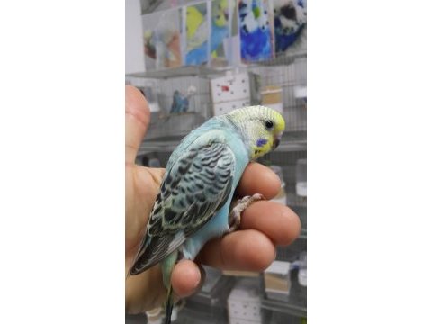 Yeni yeme düşmüş muhabbet kuşu yavrular