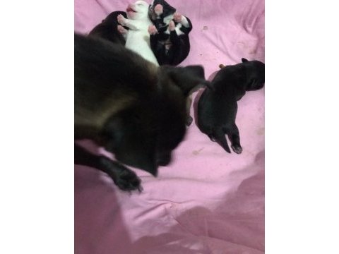 Chihuahua yavrularımız