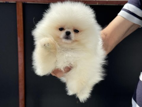 Ankranın en elit tea cup pomeranian yavruları