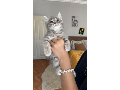 British shorthair 1 eylül doğumlu