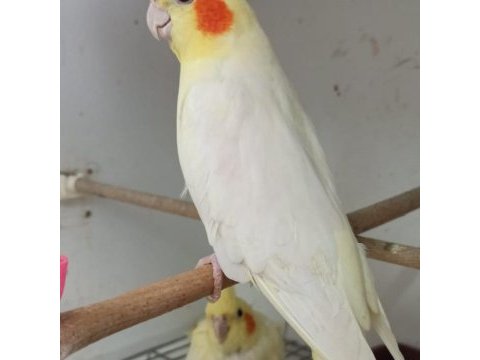 Lotino sultan papağanı