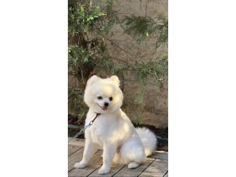 13 aylık pomeranian boo