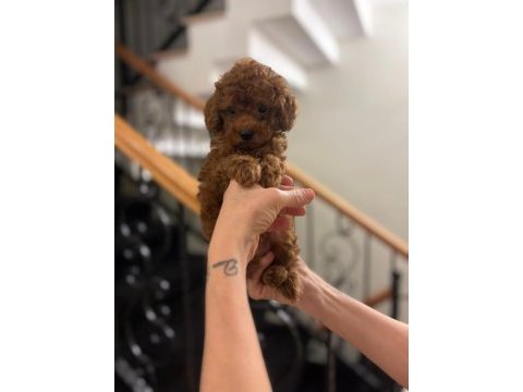 Oyuncu ve akıllı toy poodle yavruları