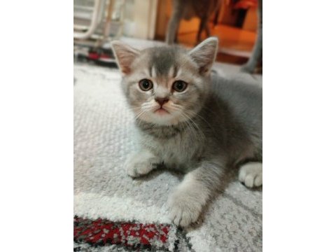 Golden blue ay 25 british shorthair