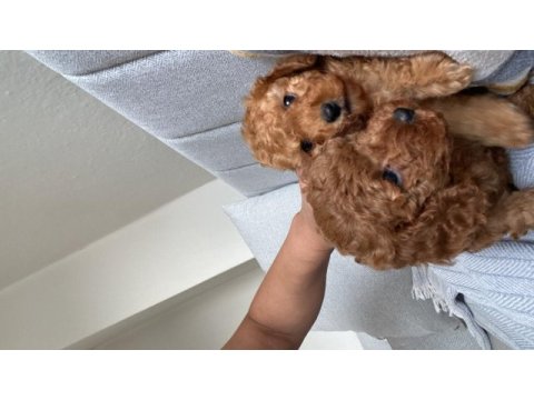 Toy poodle köpeğimiz