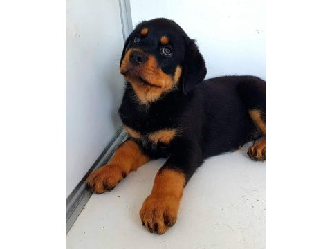 Safkan macar rottweiler