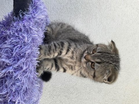 2.5 aylık scottish fold