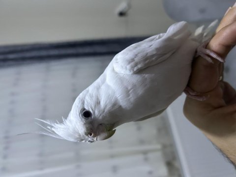 Yavru alınmış albino white face çift sultan papağanı