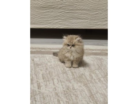 3 aylık british longhair şecereli safkan