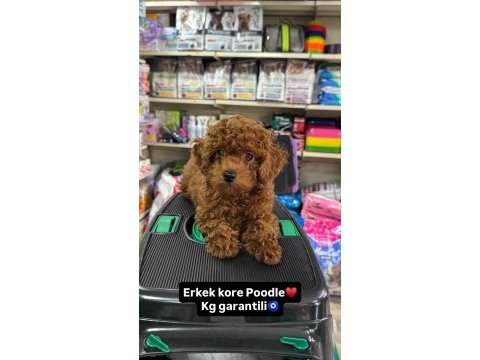Toy poodle kore yavrumuz teacup