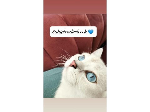 8 aylık anne baba şecereli british shorthair