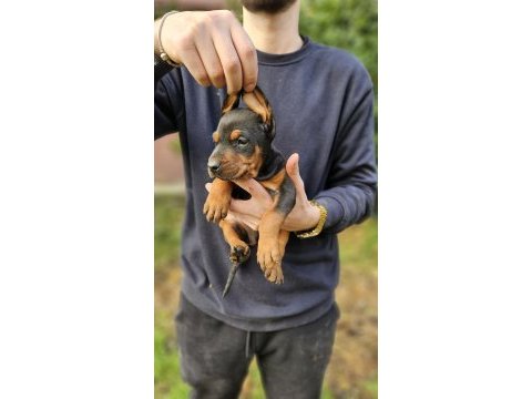 Doberman bebekleri