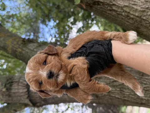 Maltipoo dişi erkek 