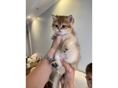 Golden british shorthair ay12 ve ny12 yavrular