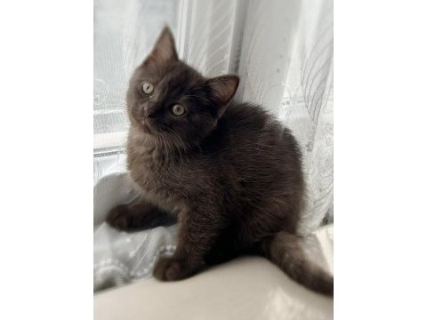 Safkan scottish fold yavru