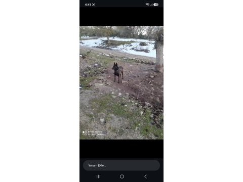 Ücretsiz yuva aranıyor belçika kurdumuza