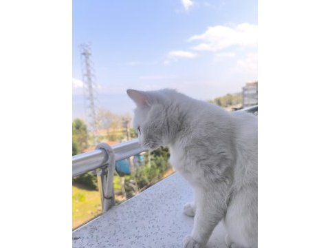 British shorthair beyaz 1 yaşında