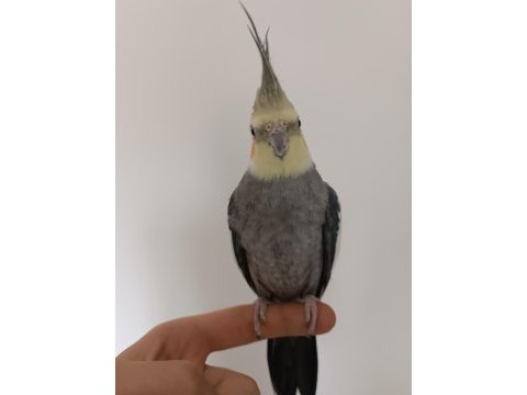 10-12 aylık erkek sultan papağanı