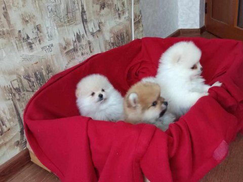 Pomeranian yavrularımız evinizin neşesi olacaktır