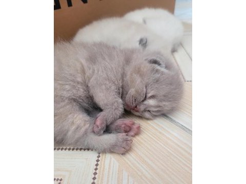 Scottish fold bebekler ilanda