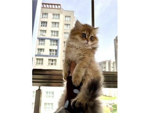 Golden british longhair
