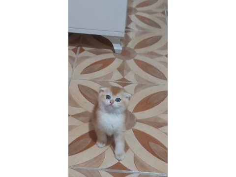 Fold golden scottish fold yavru