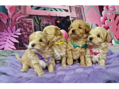 Maltipoo sevimli yavrularımız 