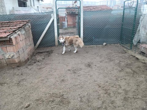 Safkan sibirya kurdu husky
