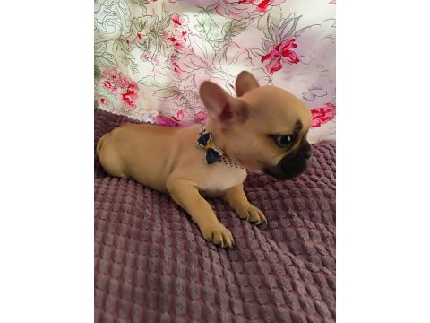 French bulldog 2 aylık