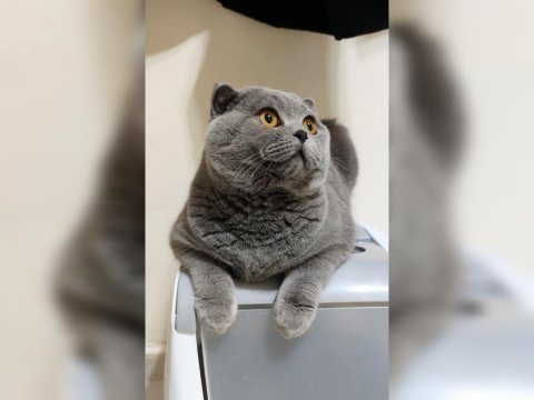 Ev kedisi scottish fold