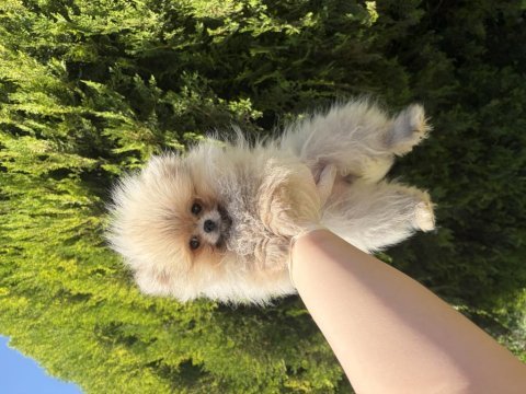 Pomeranian boo dişi yavru
