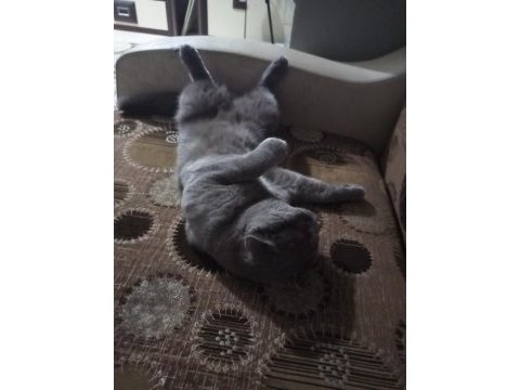 Baskın yetişkin erkek scottish fold