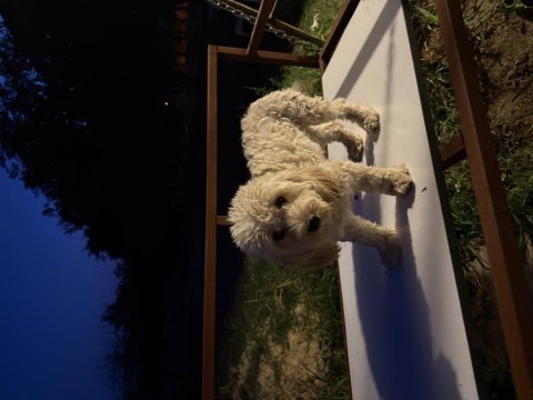 Köpeğimiz çikoya yeni yuva