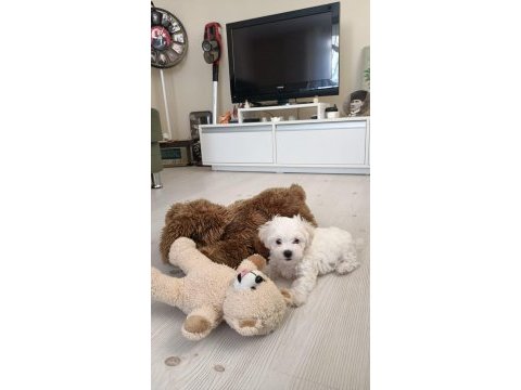 2 aylık erkek maltese terrier